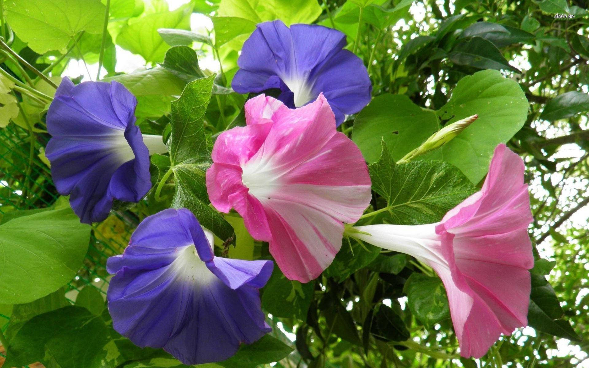 Pink Pansies In Morning Glory Background