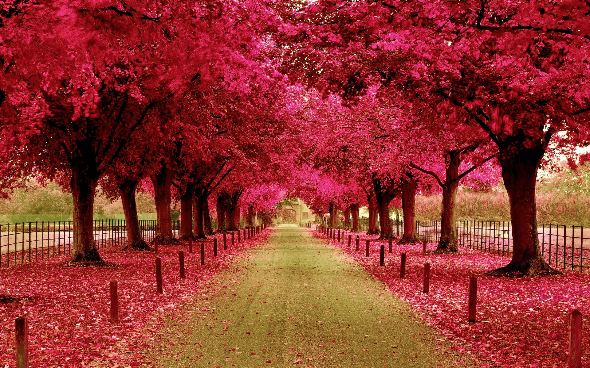 Pink Park Path Wallpaper