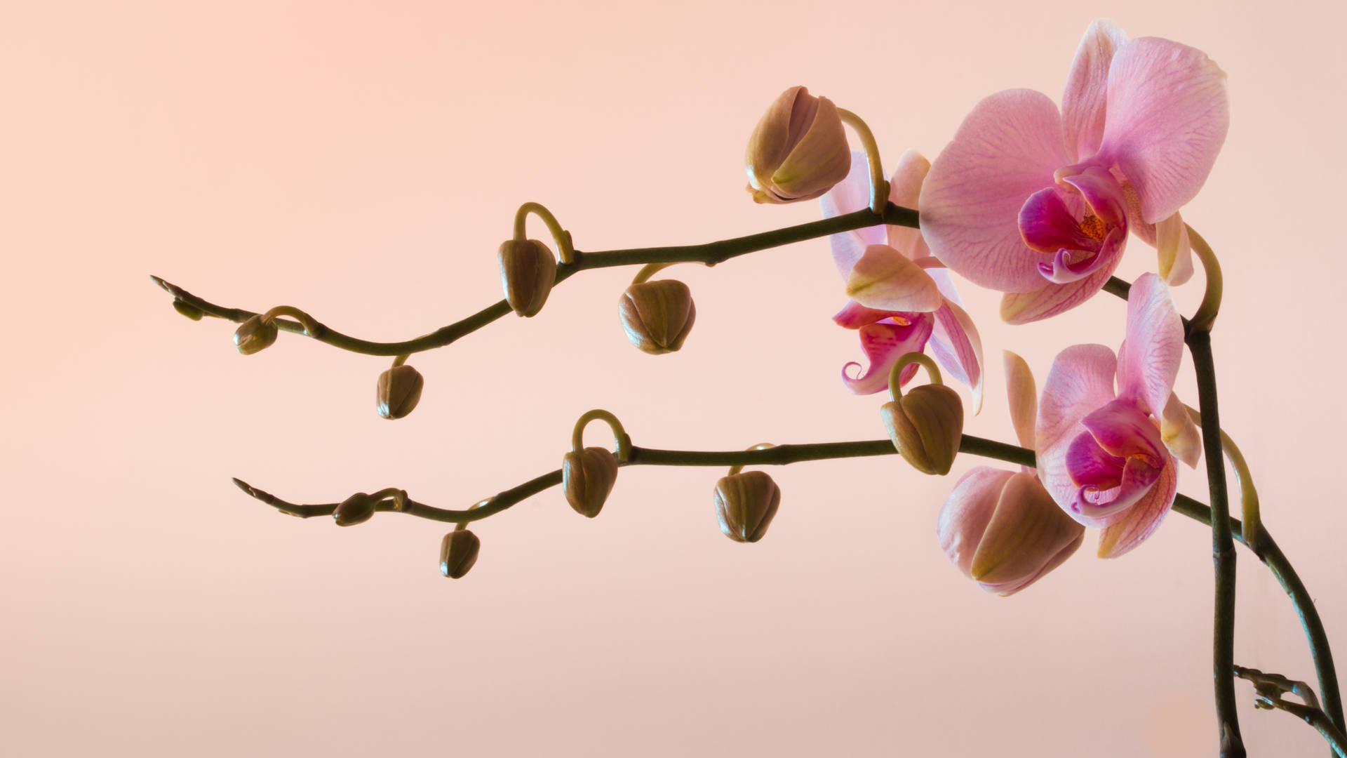 Pink Pastel Orchids