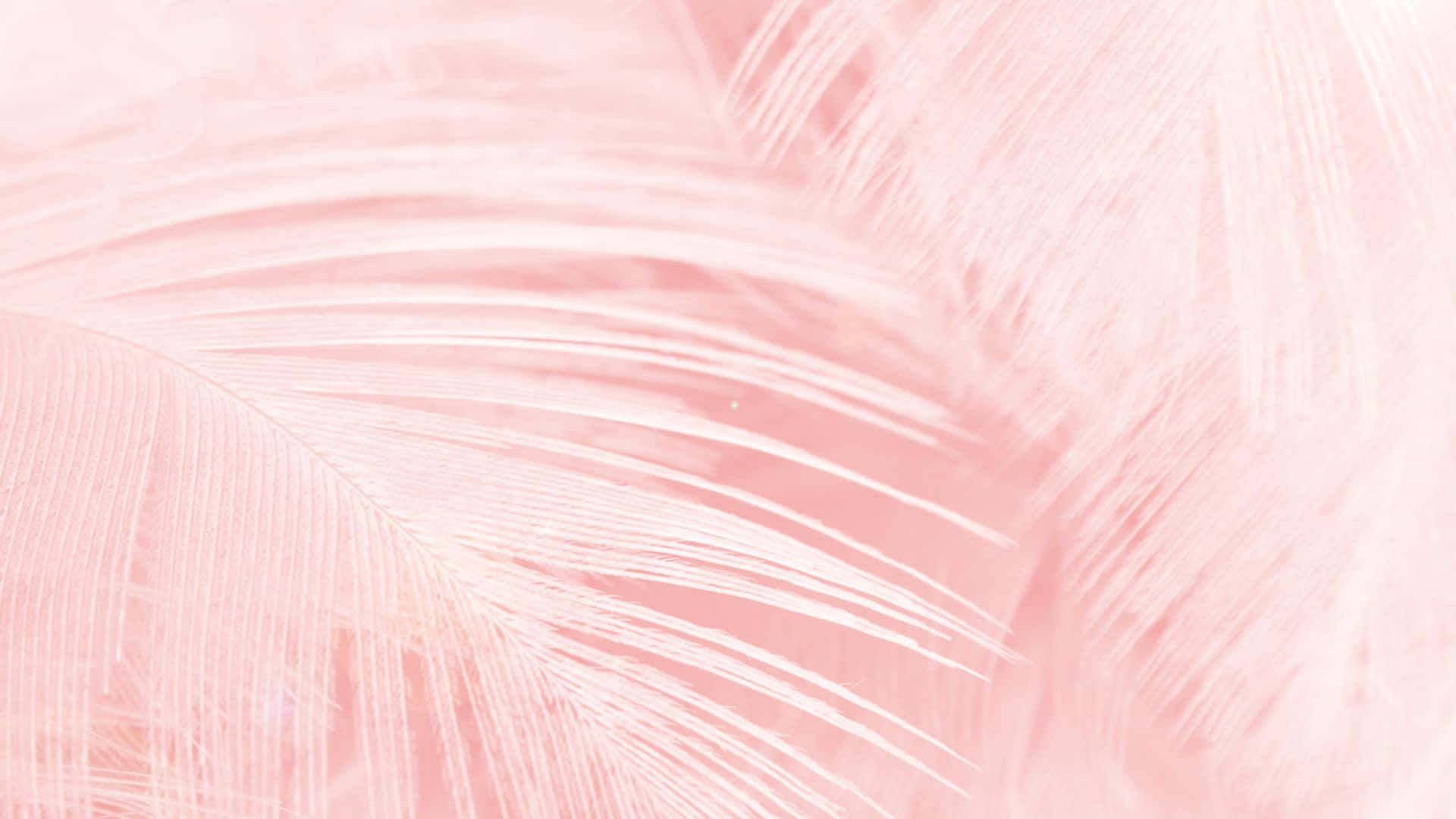 Vibrant Pink Pattern Wallpaper Wallpaper