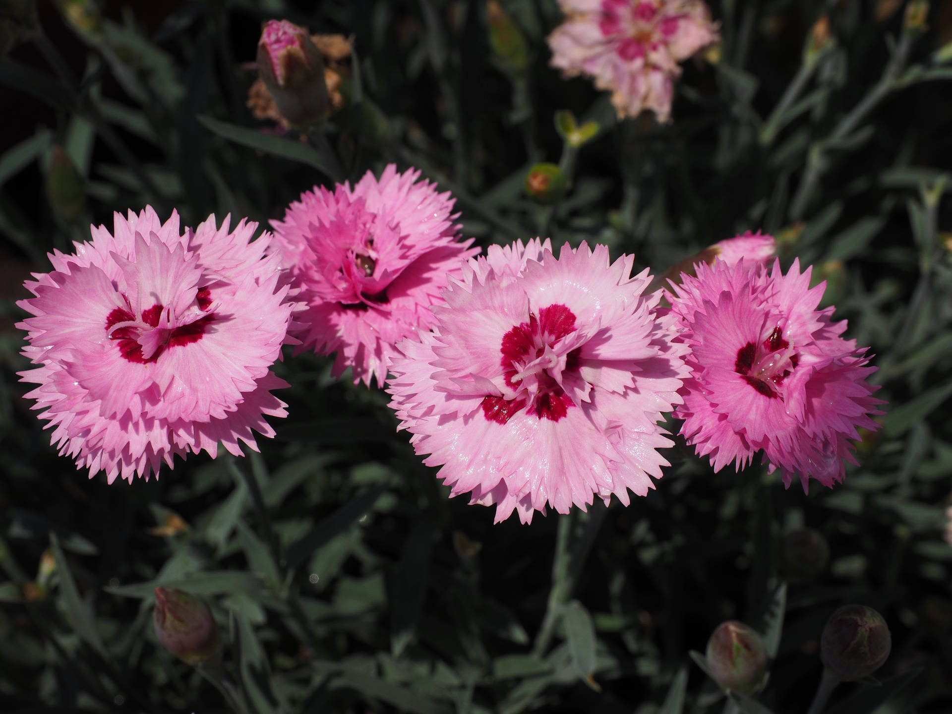 Mesmerizing Pink Carnation in Full Bloom Wallpaper