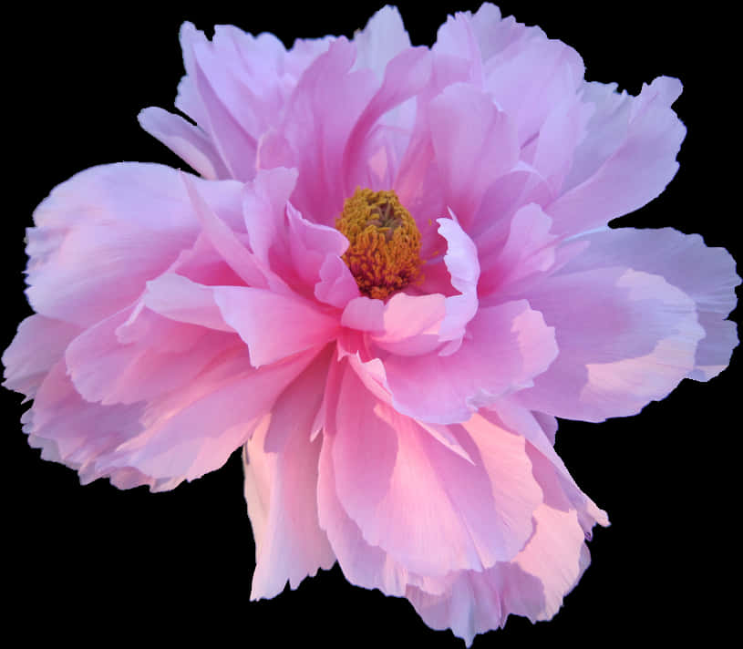 Pink Peony Black Background PNG