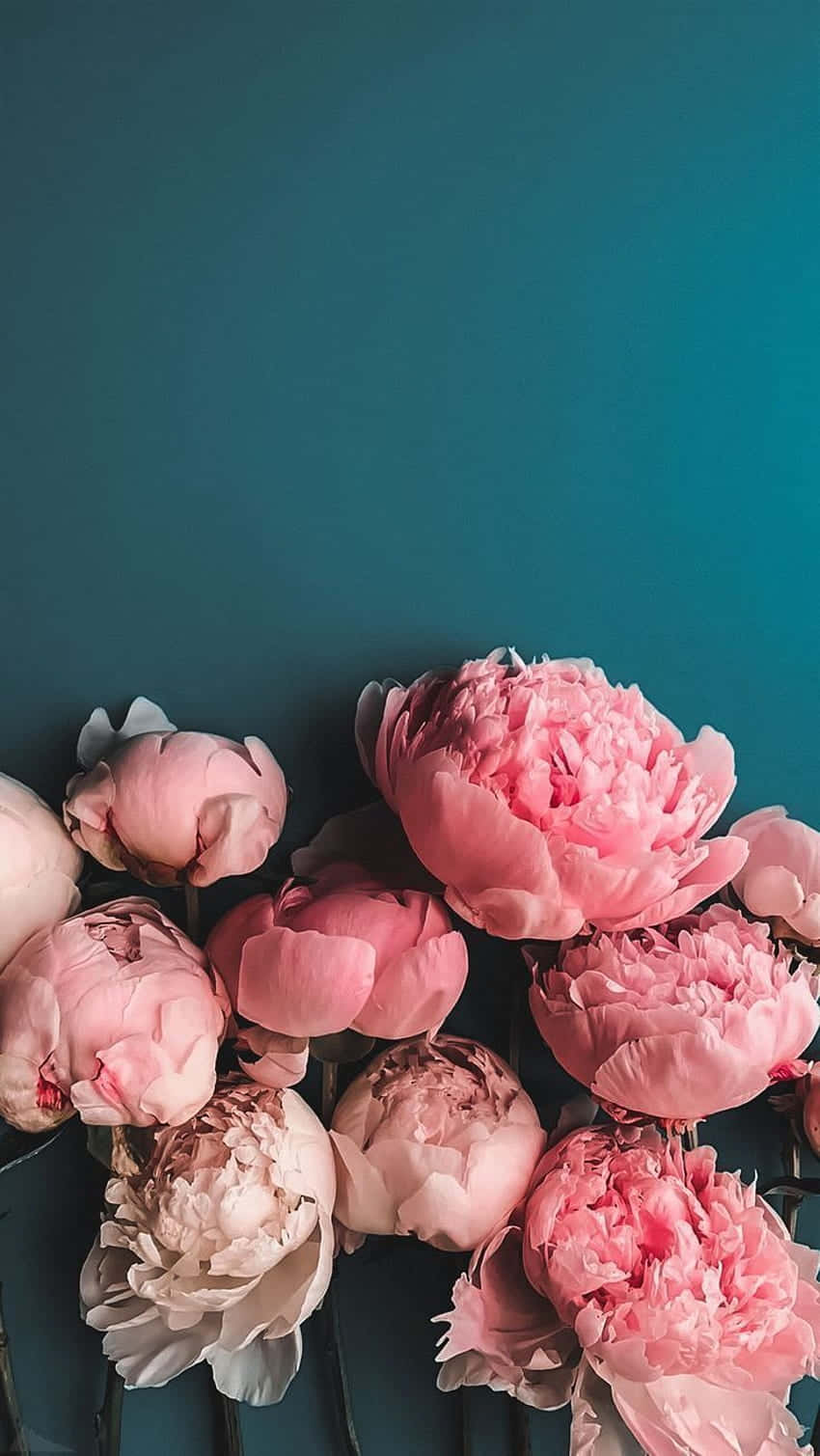 Pink Peony Bouquet Aesthetic Wallpaper