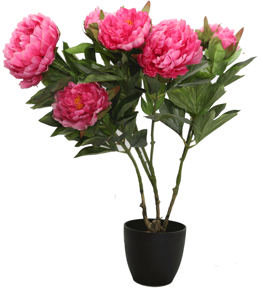 Download Pink Peony Bouquetin Black Pot | Wallpapers.com