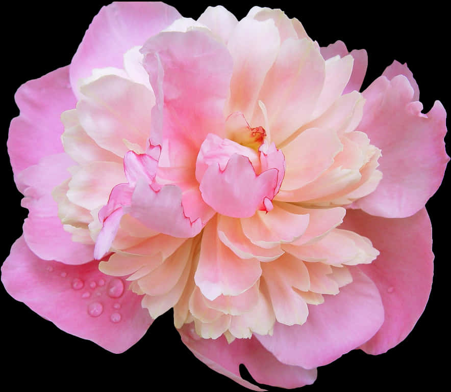 Pink Peony Dewdrops Floral Photography PNG