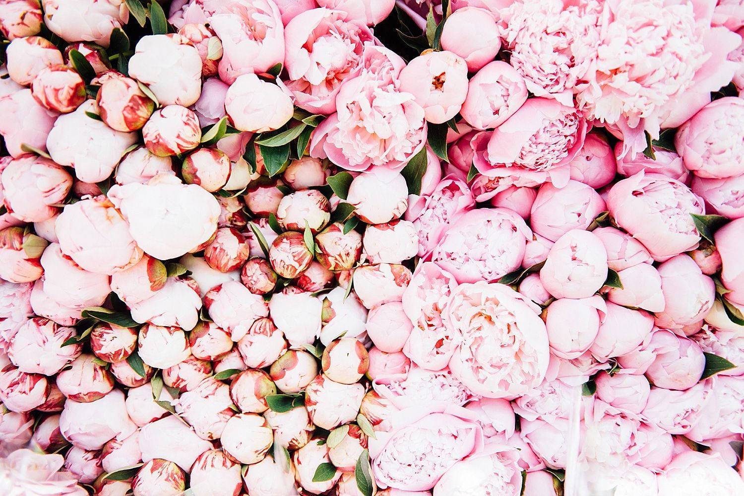 Colecciónde Flores De Peonía Rosadas Fondo de pantalla