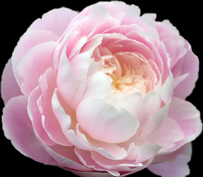 Pink Peony Flower Closeup PNG