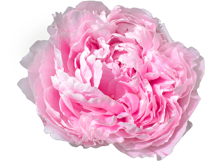 Pink Peony Flower Isolated PNG