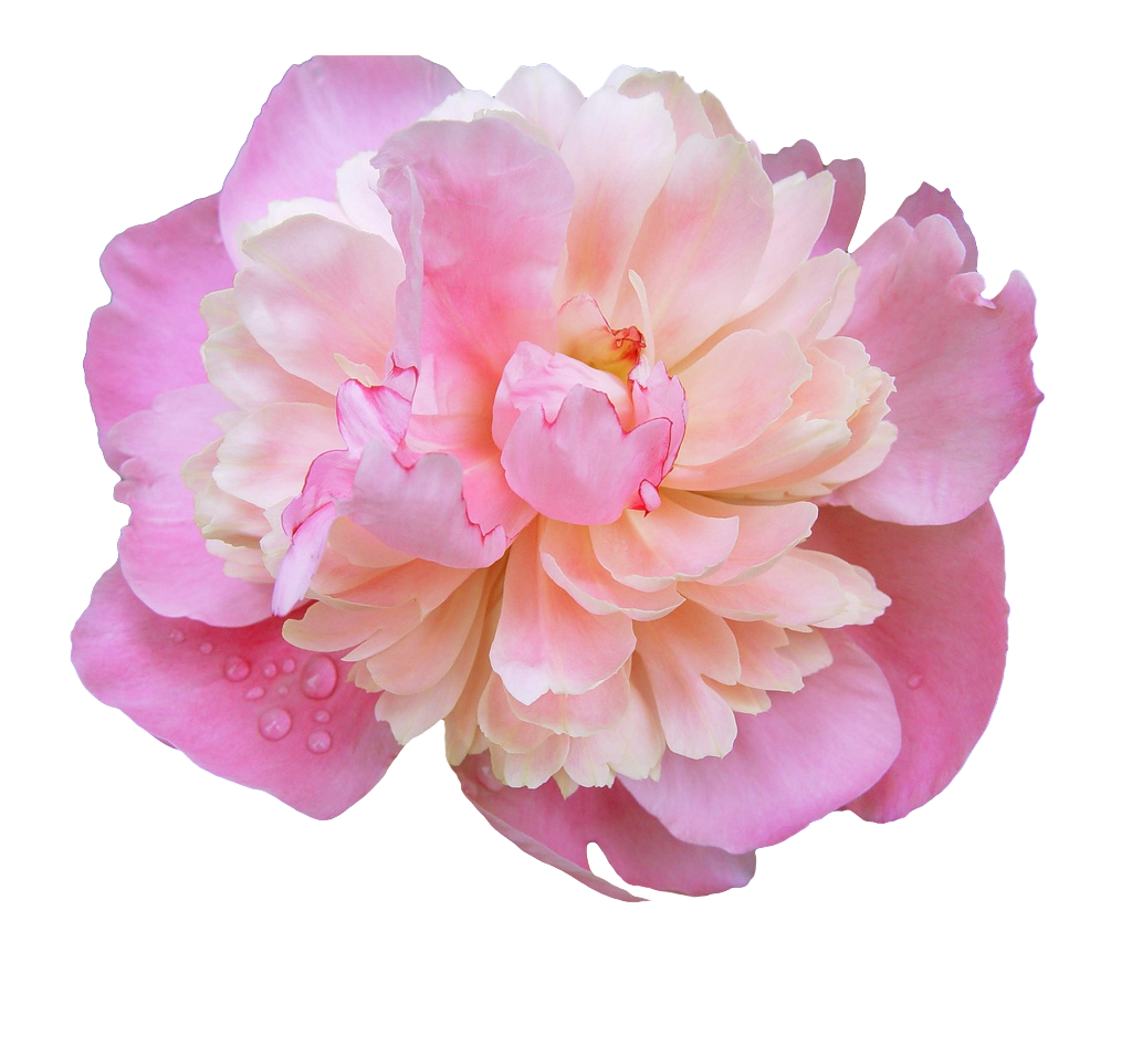 Pink Peony Flower Transparent Background PNG