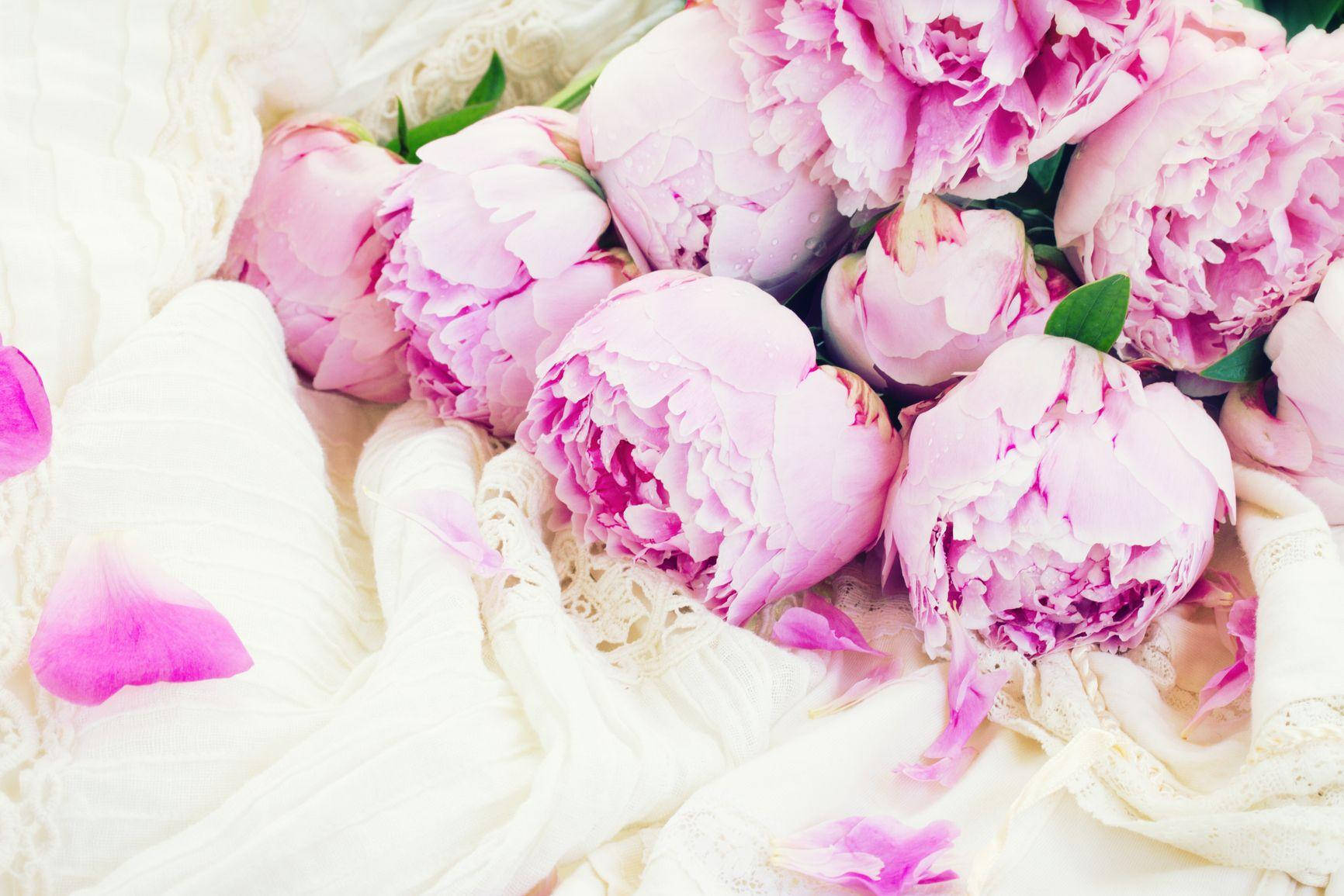 Pink Peony Flowers And Petals Wallpaper