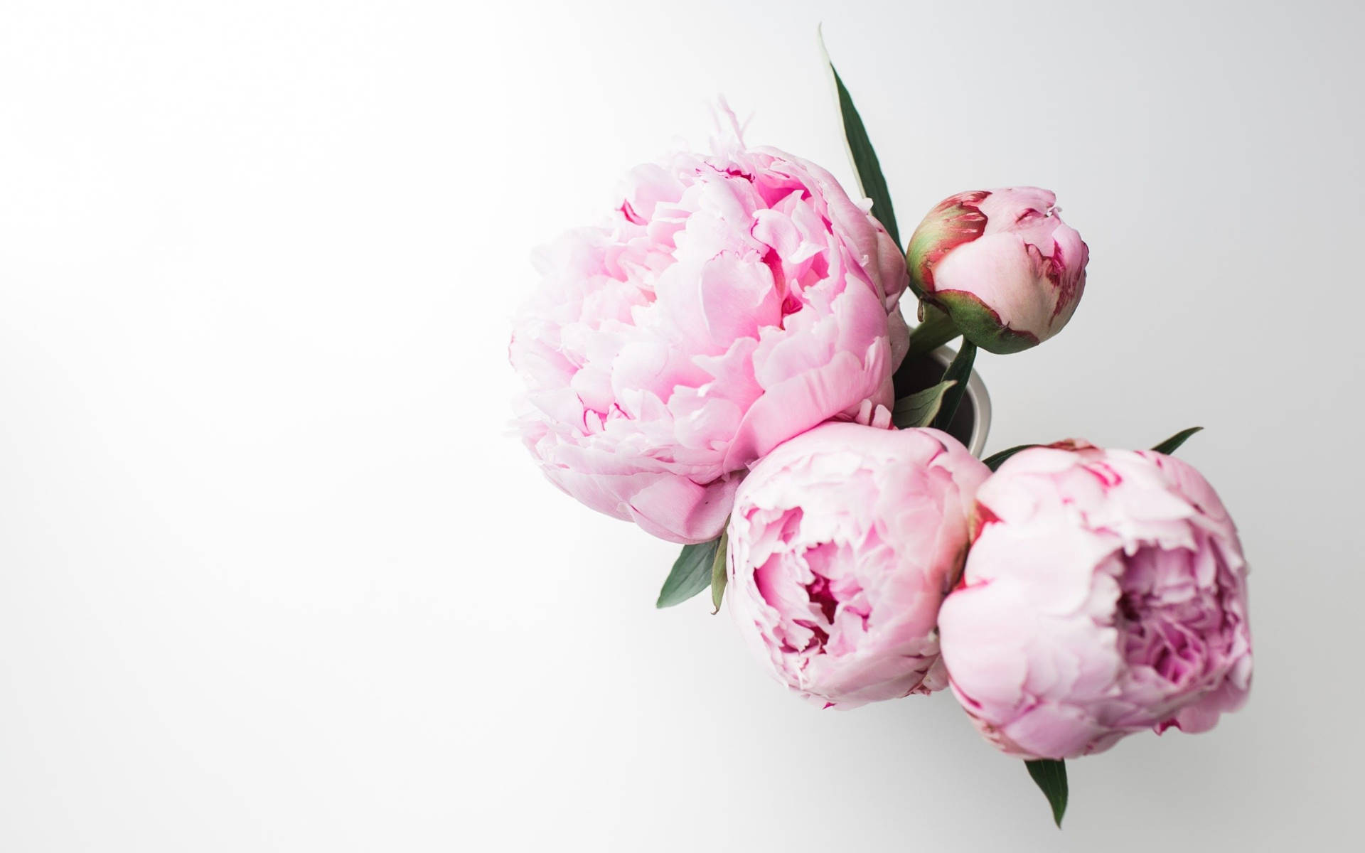 Pink Peony Flowers Top View Wallpaper