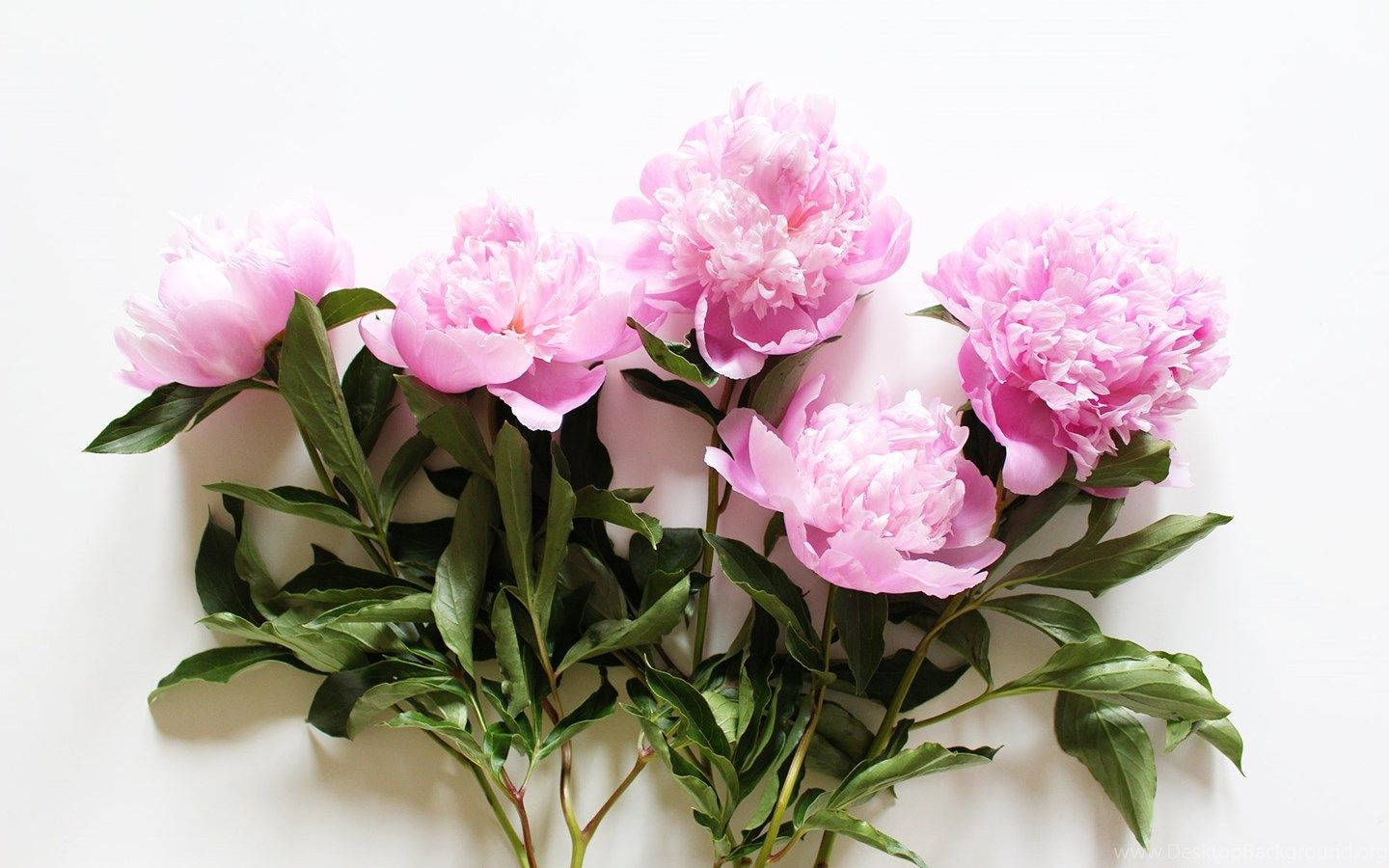 Pink Peony Flowers With Leaves Wallpaper