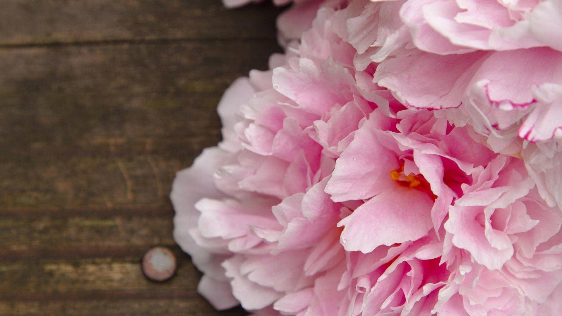 Fondode Pantalla De Madera Con Flores De Peonías Rosadas. Fondo de pantalla
