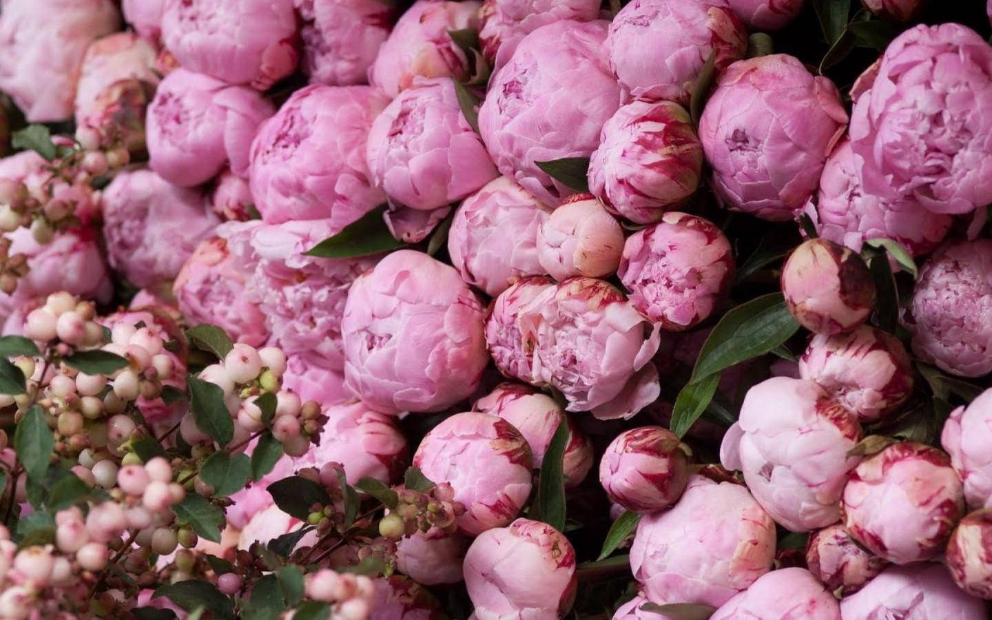 Rosapfingstrosenblumen Wallpaper