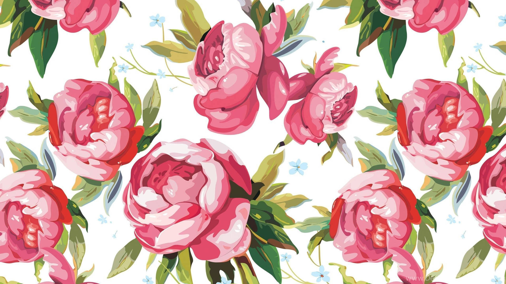 Rosapfingstrosen Illustrationen Wallpaper