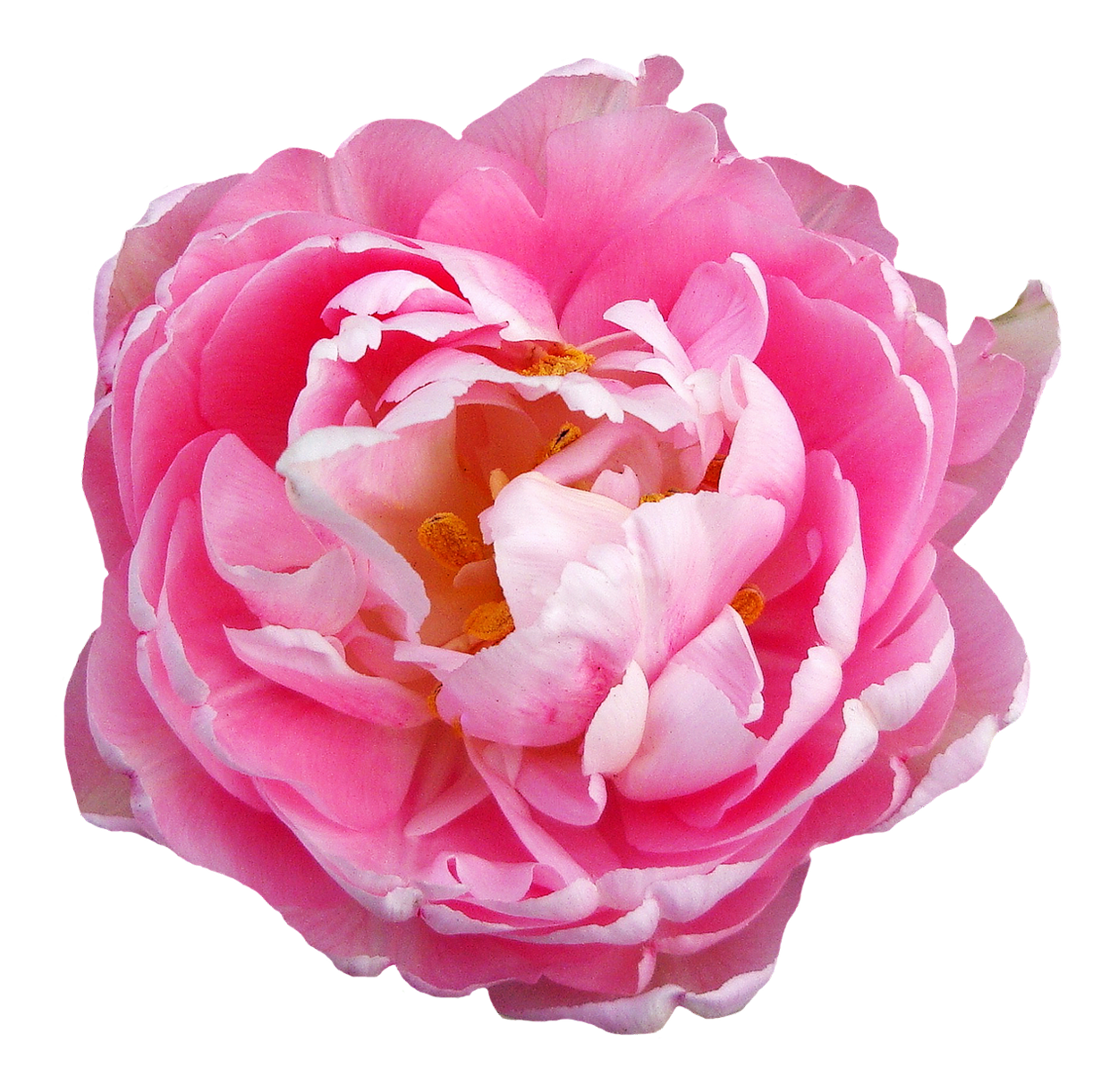 Pink Peony Transparent Background PNG