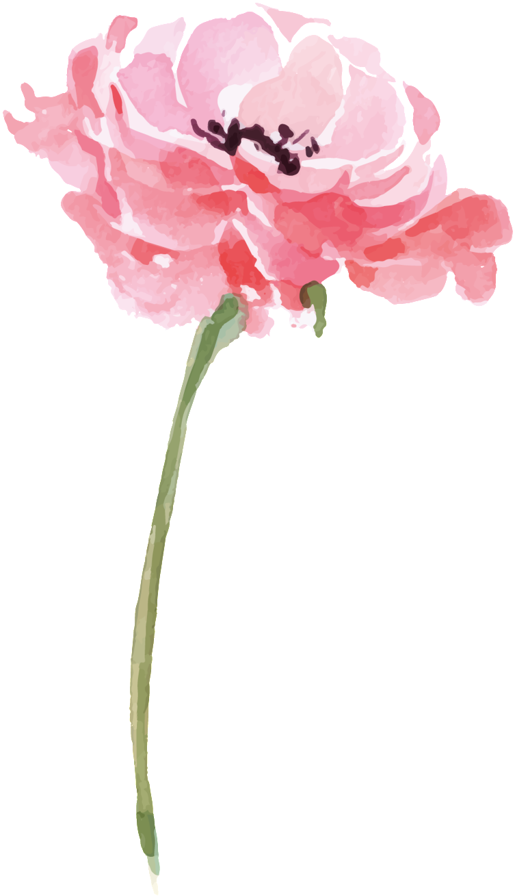 Pink Peony Watercolor Illustration PNG