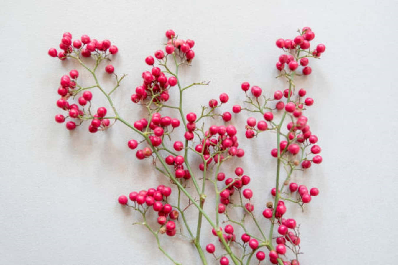 A close-up view of Pink Peppercorns on a branch Wallpaper