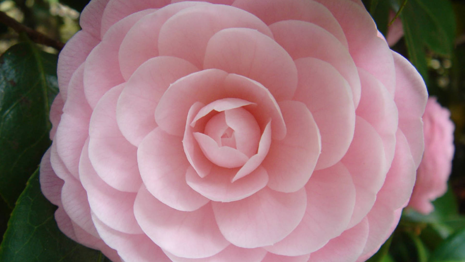 Pink Perfektion Camellia Sasanqua Wallpaper