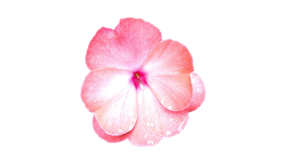 Pink Periwinkle Flower Dewdrops PNG