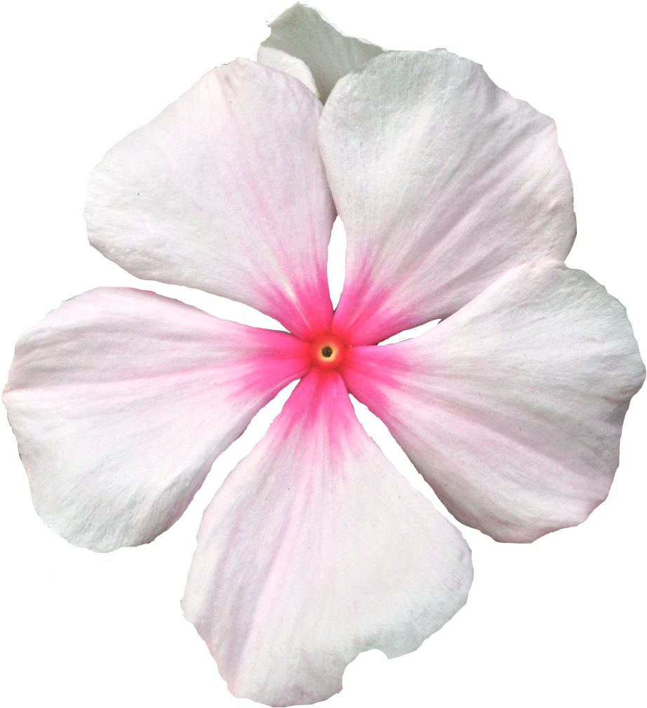 Pink Periwinkle Flower Isolated PNG