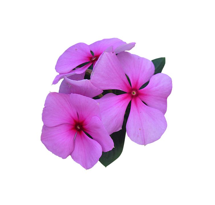 Pink Periwinkle Flowers PNG