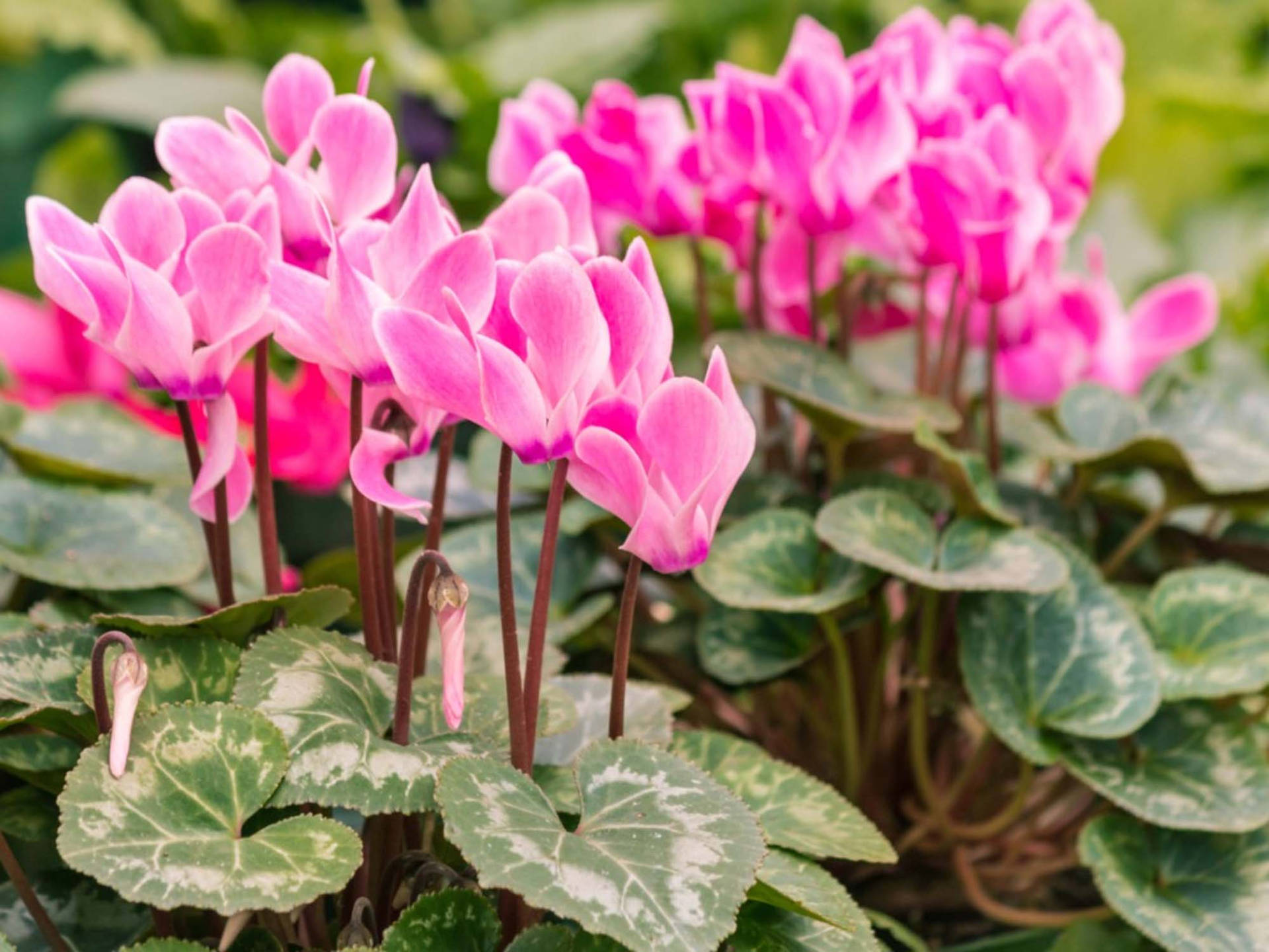 Free Cyclamen Pictures , [100+] Cyclamen Pictures for FREE | Wallpapers.com
