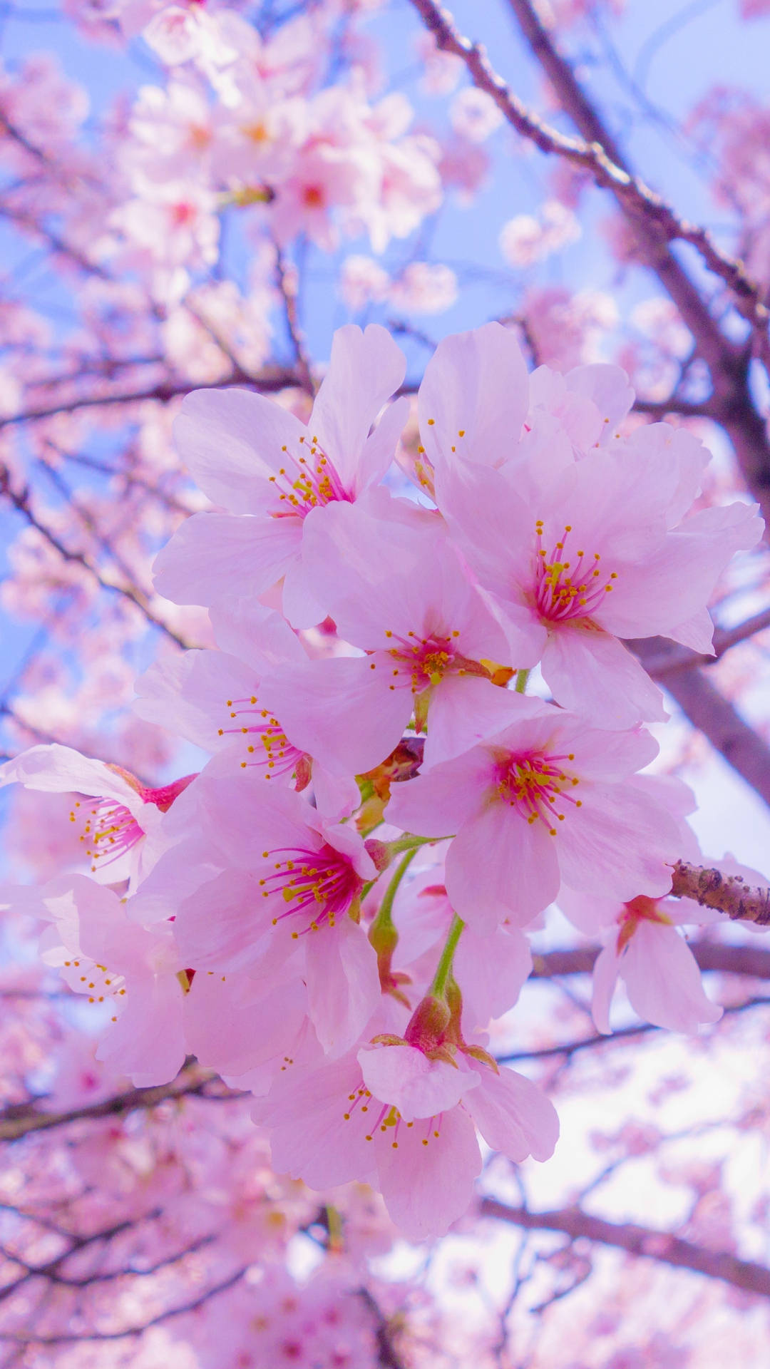 Pink Petal Flower Cute Iphone Background