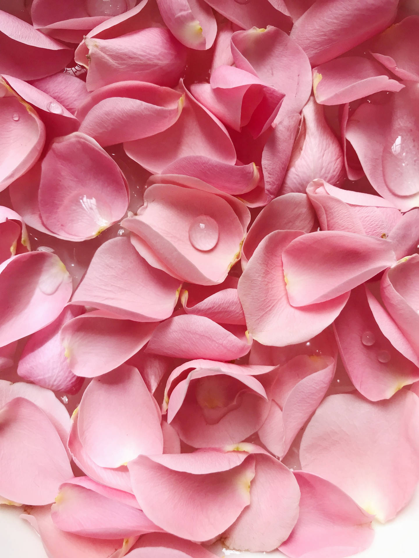 Pink Petal Rose Æstetisk Wallpaper