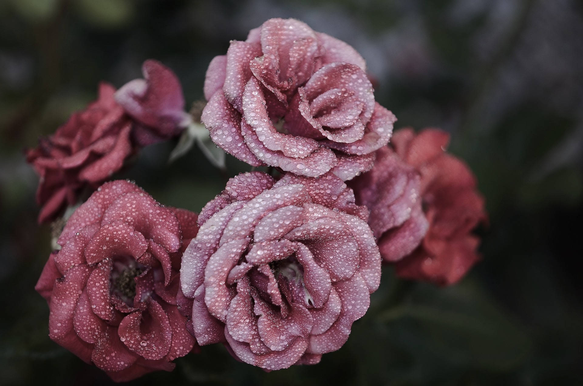Pink Petal Rose Aesthetic