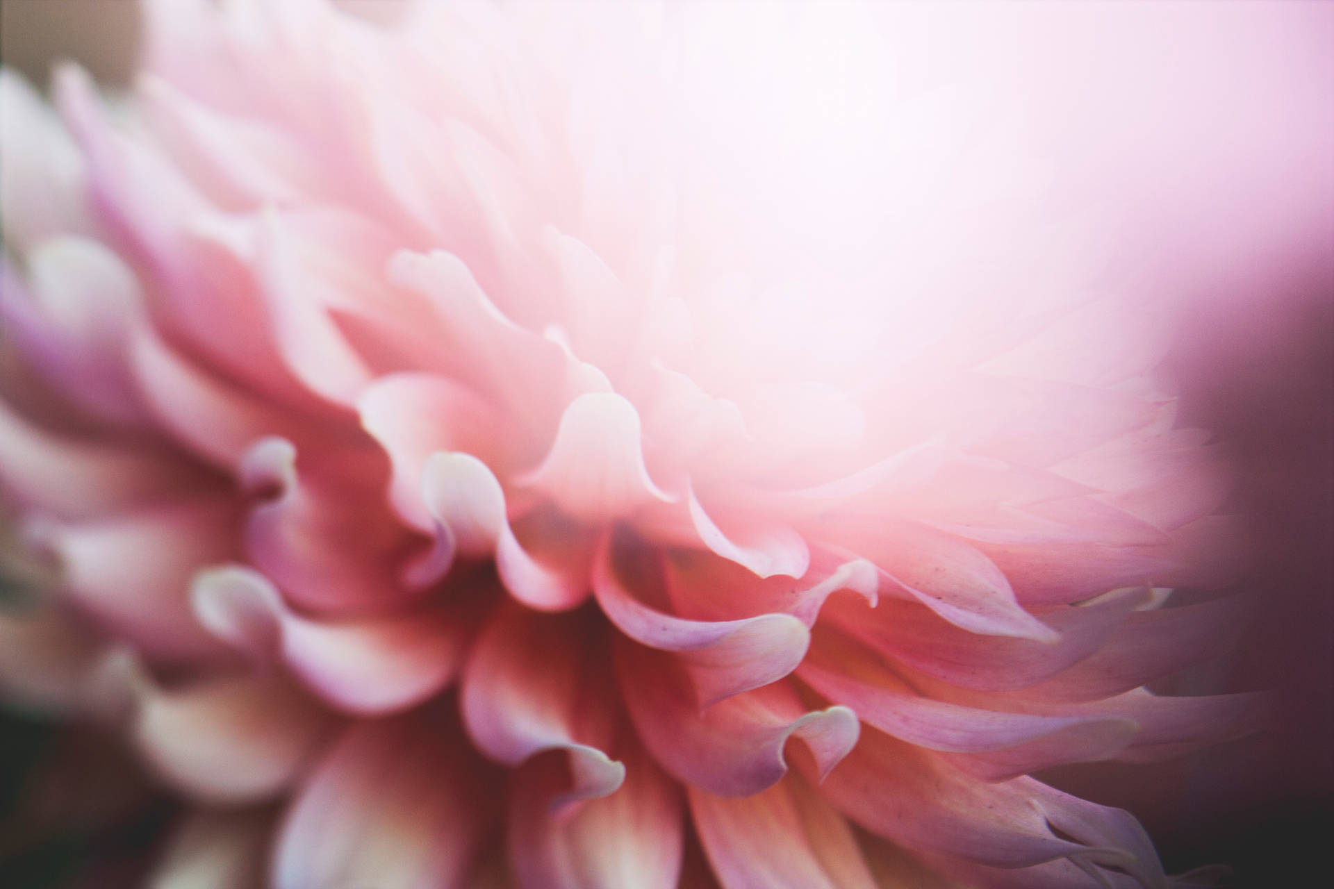 Pink Petaled Aesthetic Flower Wallpaper