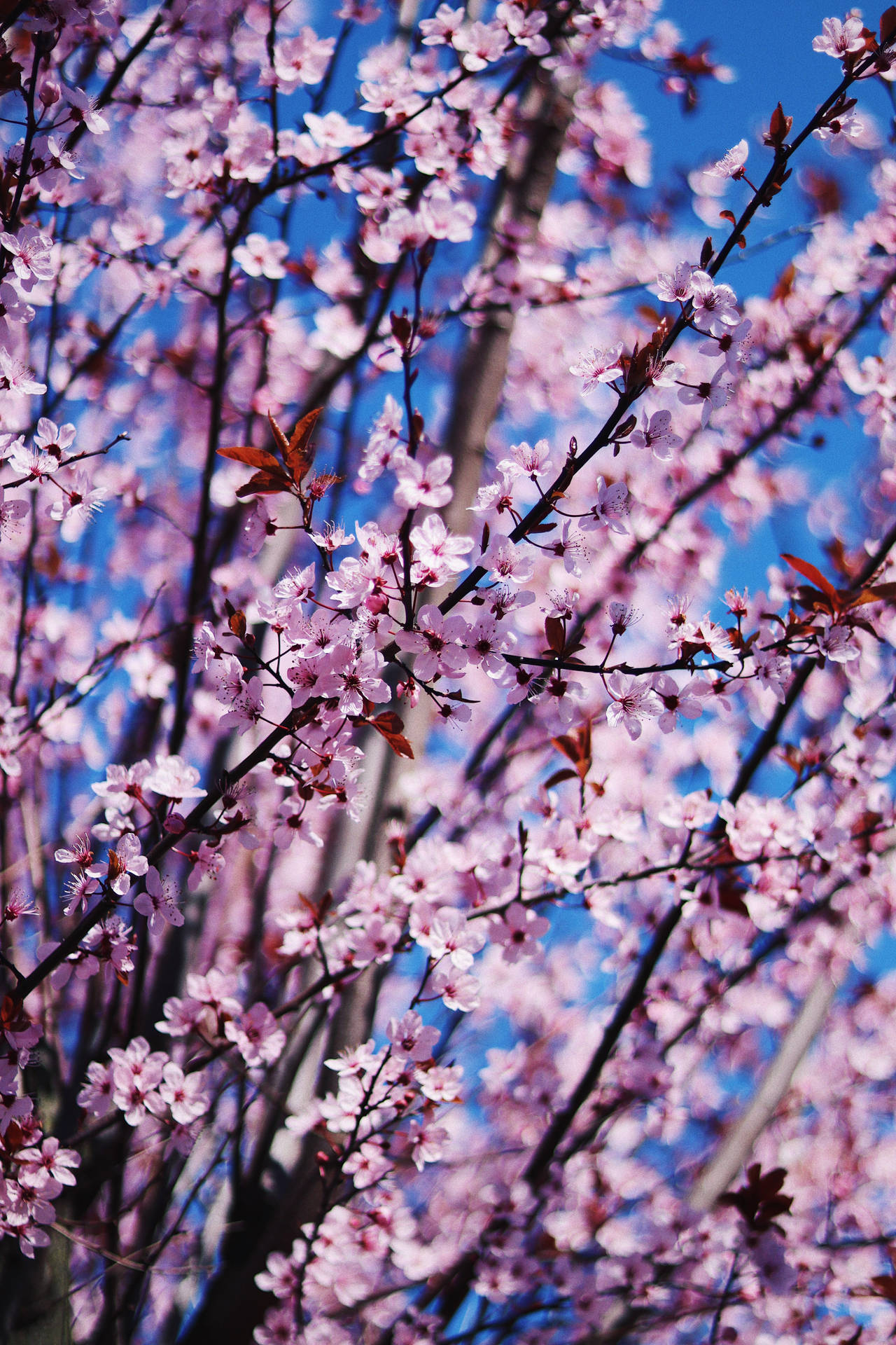Pink Petaled Spring Flowers Wallpaper