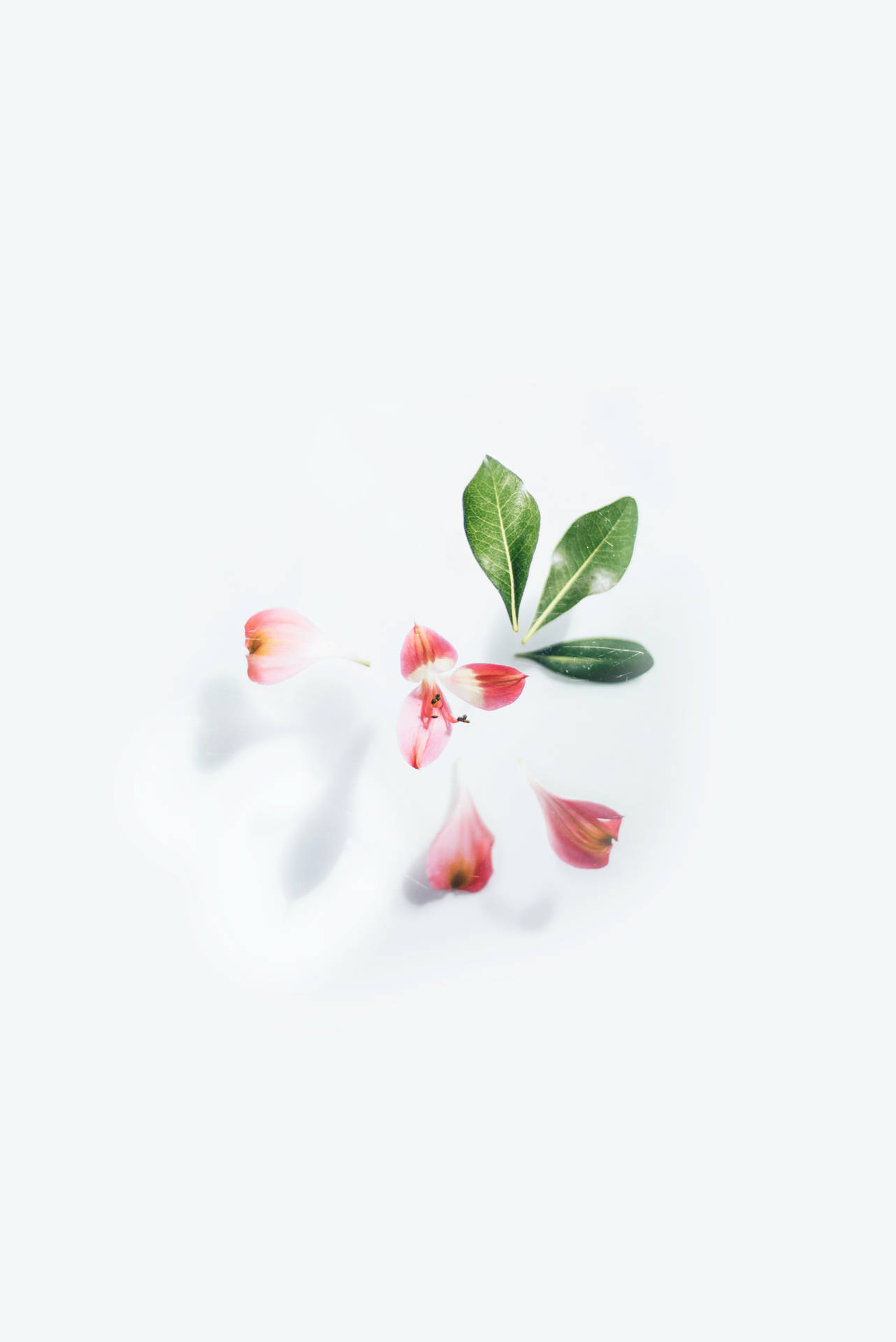 Pink Petals In White Background Wallpaper