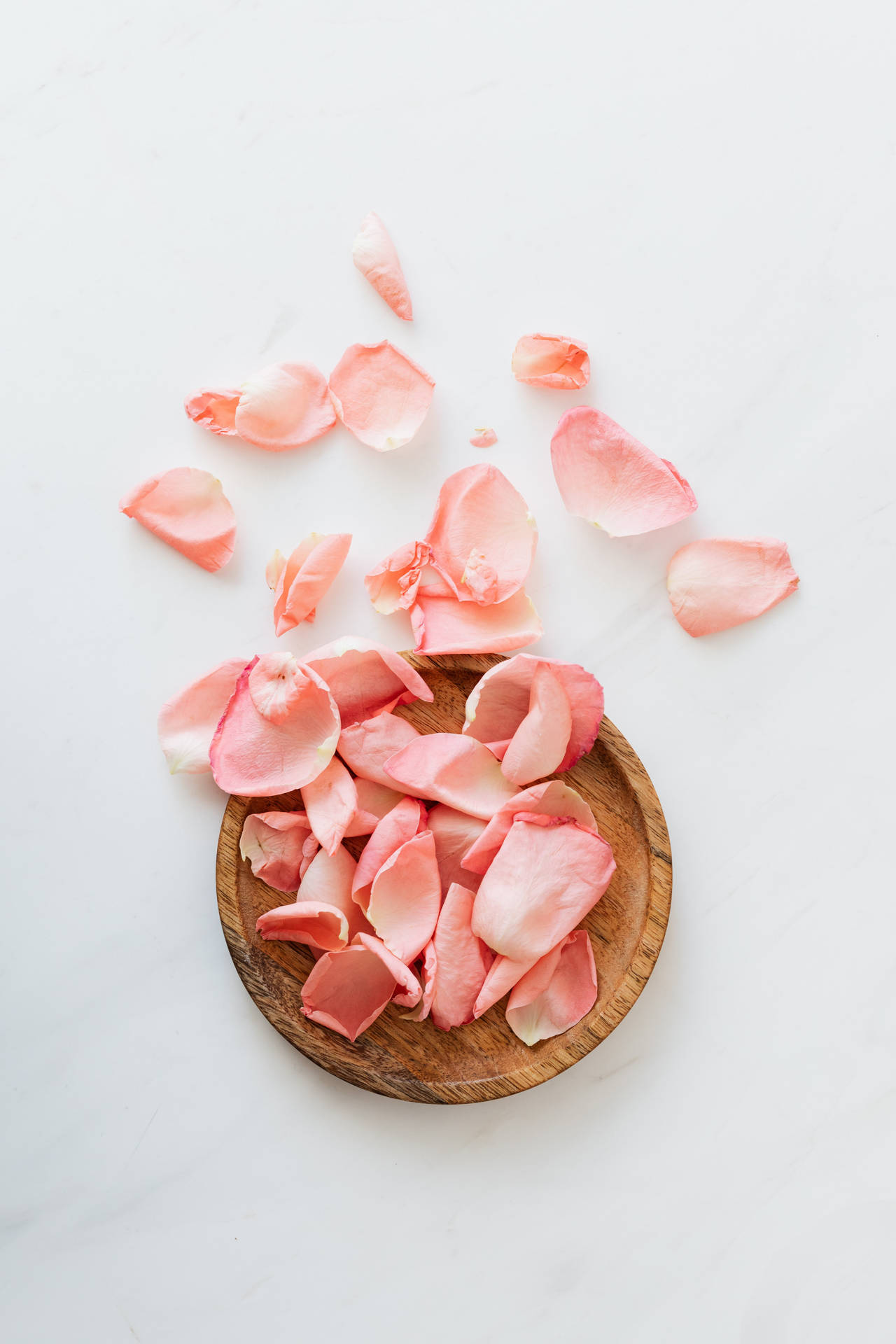 Pink Petals On White Background