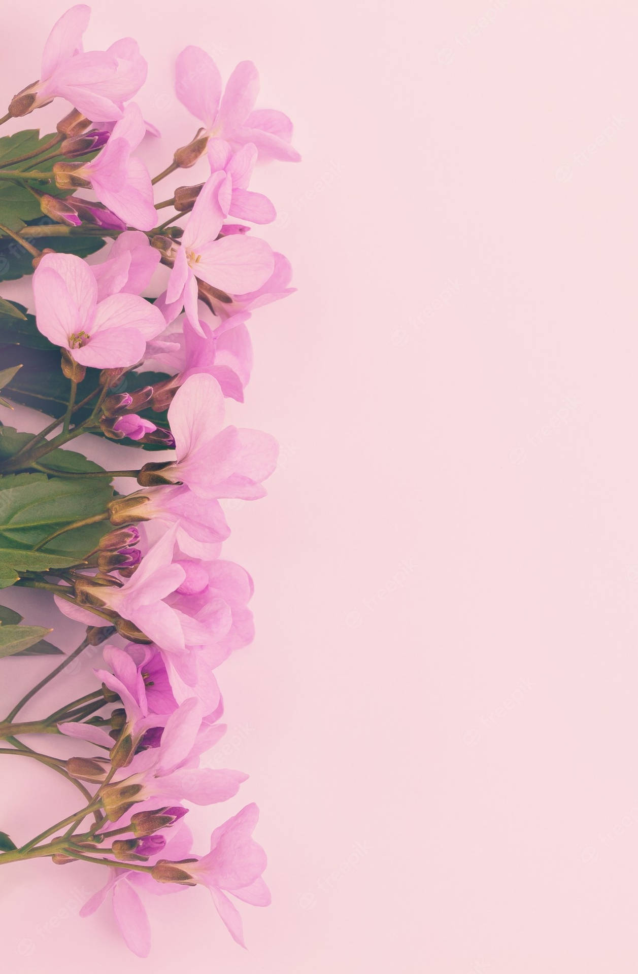 Pink Phlox Blomster Skærmskærm Wallpaper