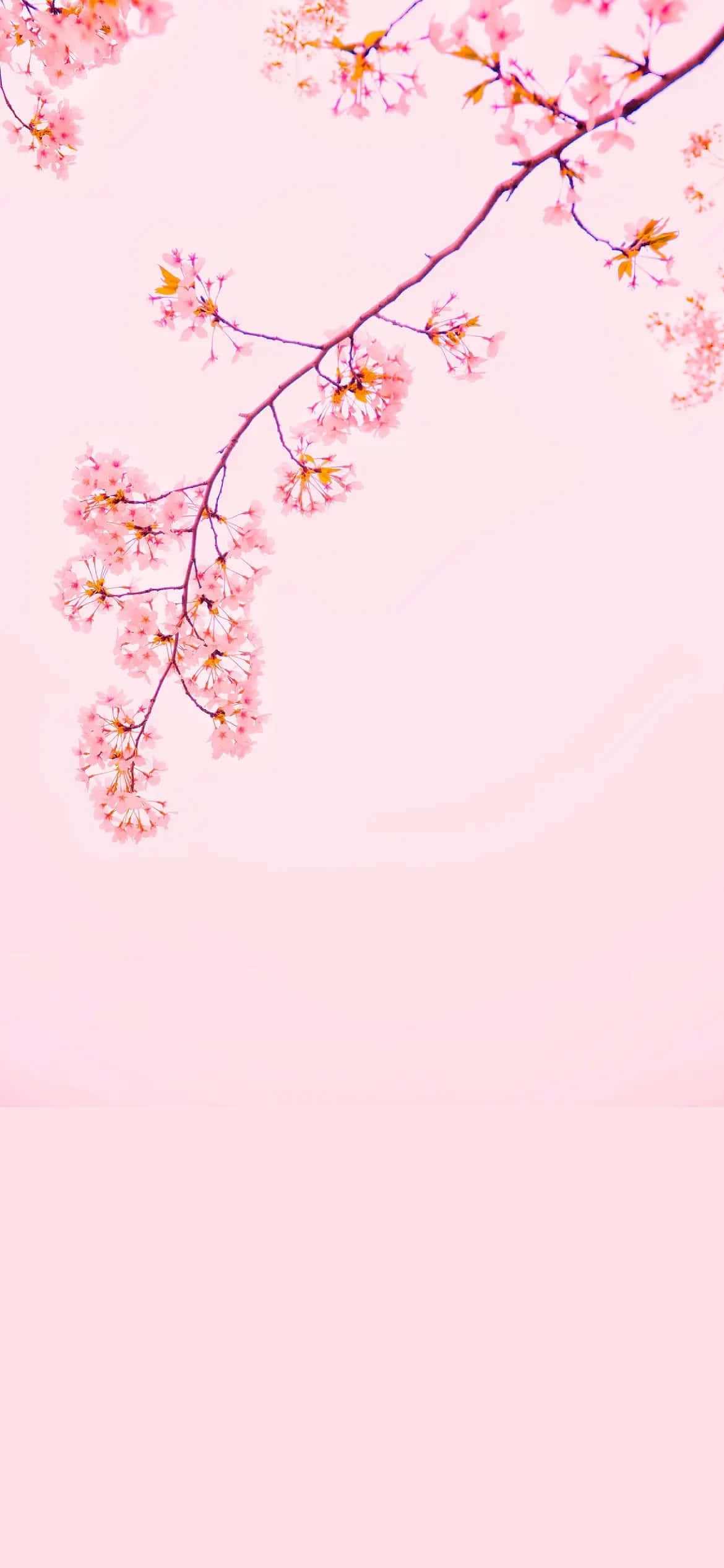 Umgalho Rosa Com Flores Cor-de-rosa No Céu