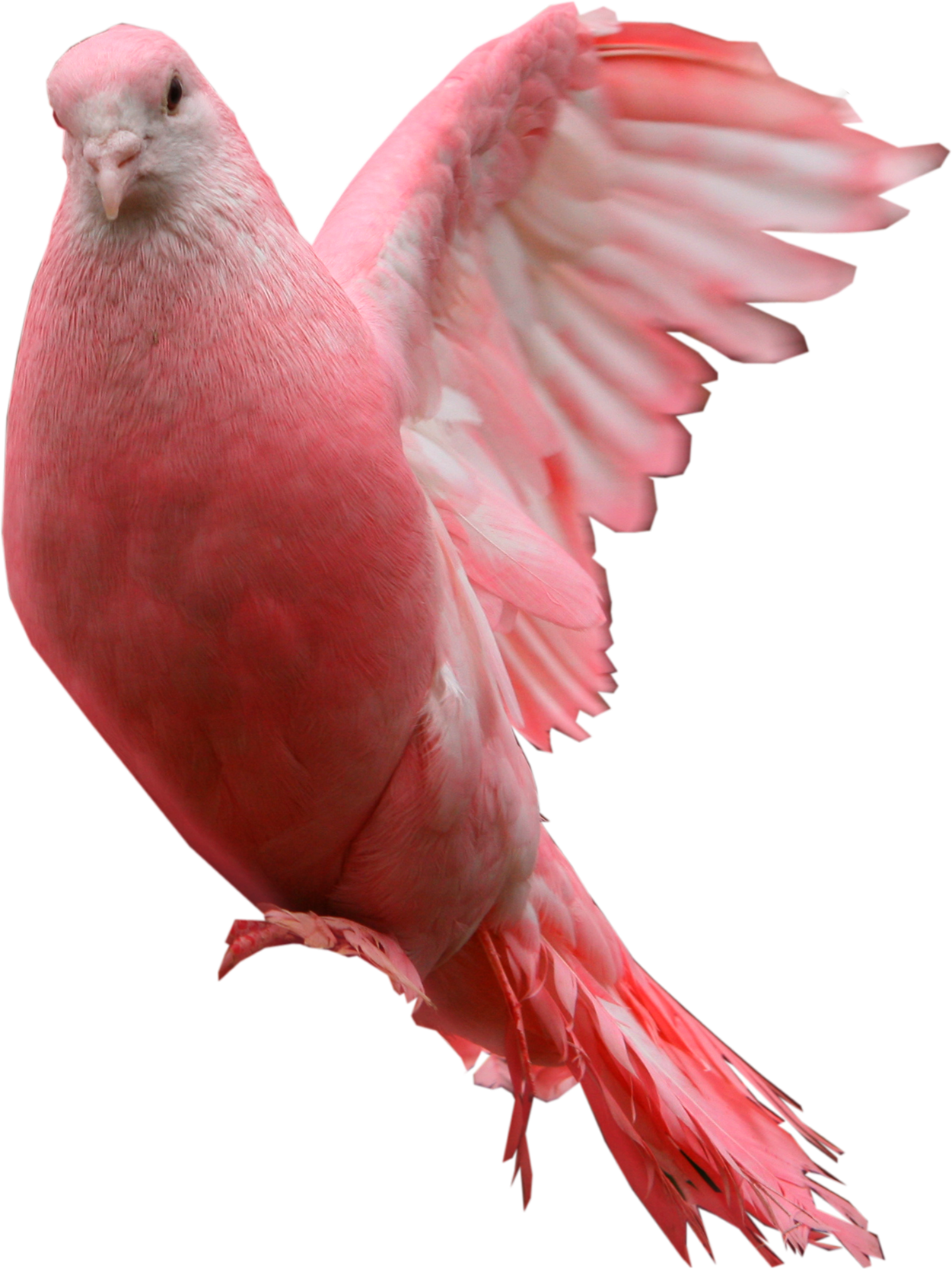 Pink Pigeon In Flight.png PNG