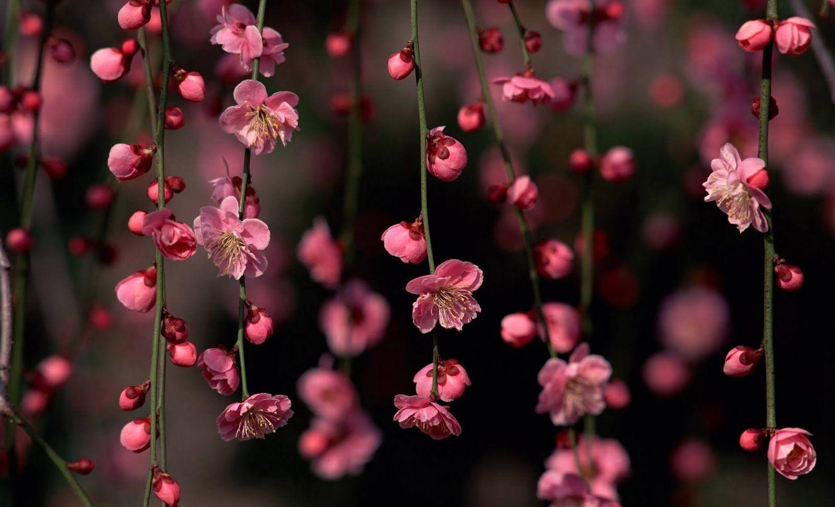 Download Pink Plum Blossom Flowers Wallpaper 