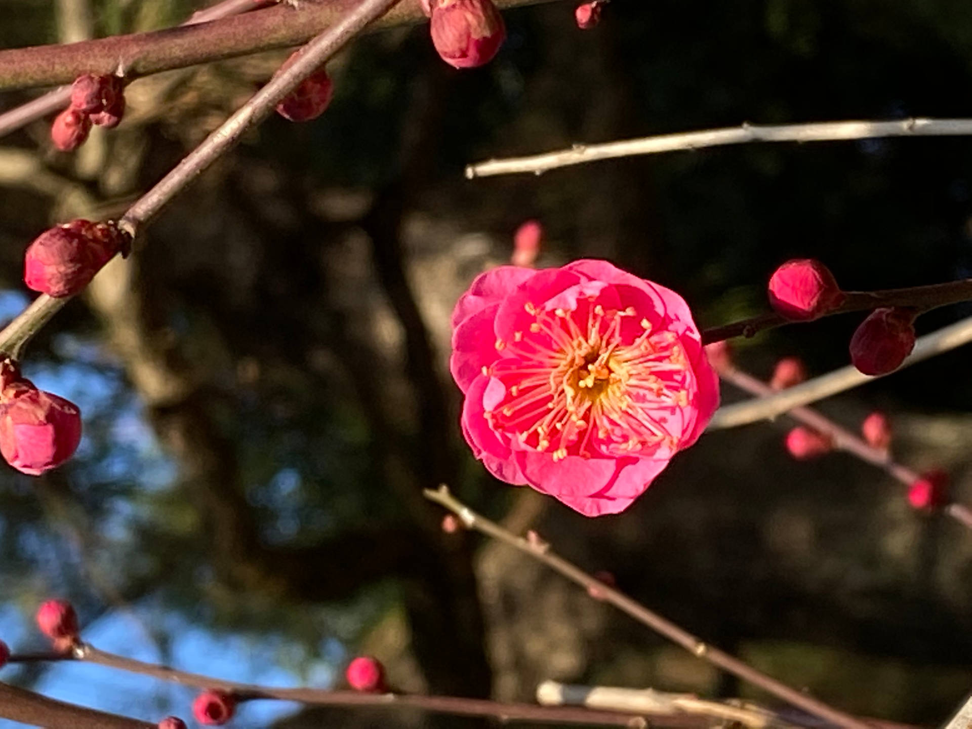 Pink Plum Flower