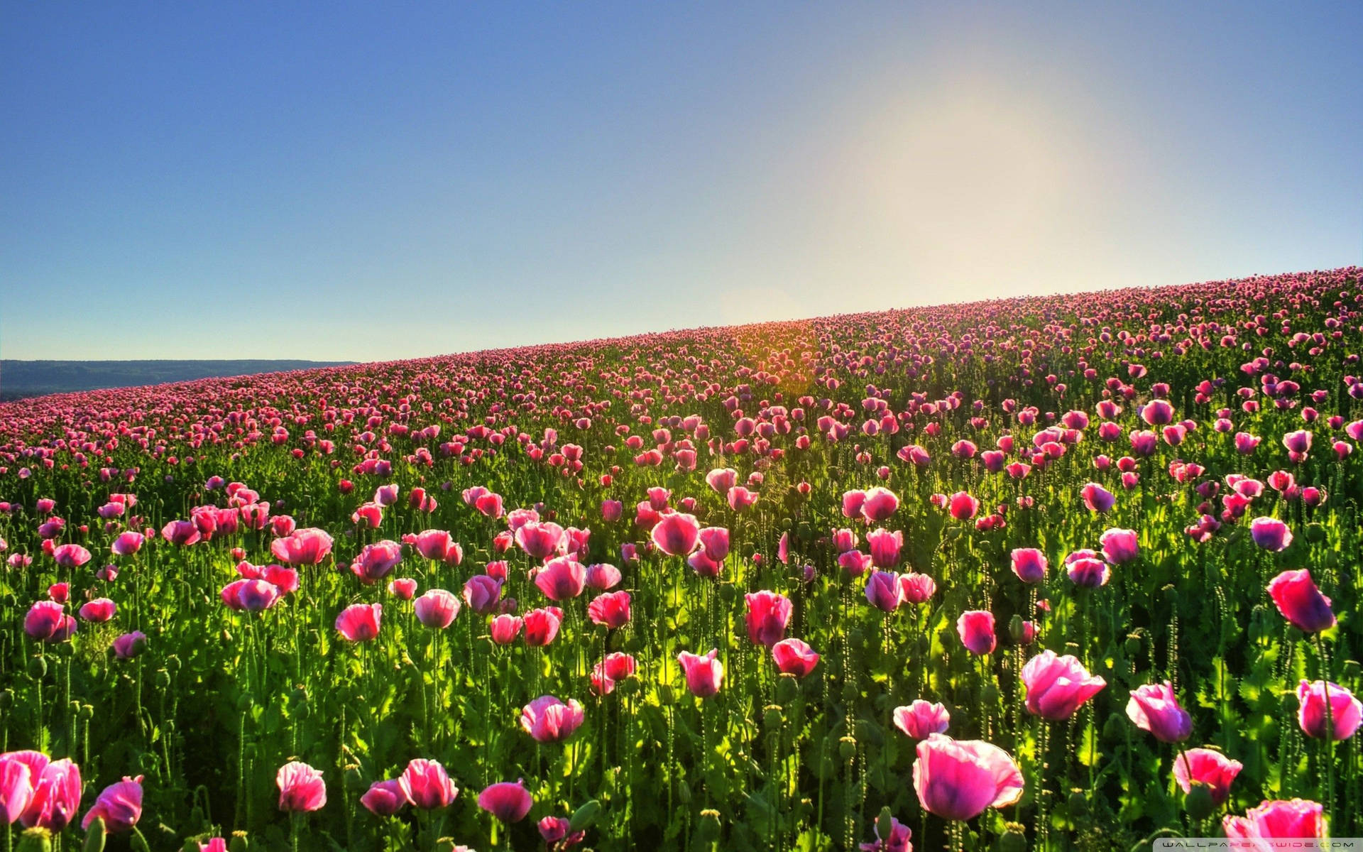 Pink Poppy Flower Field Wallpaper