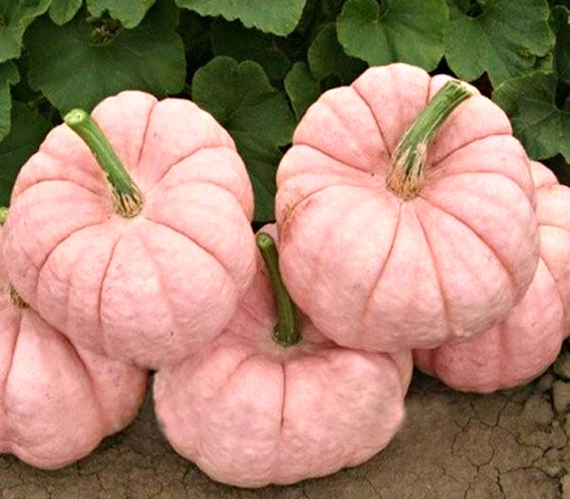 Pink Pumpkin – En farvestrålende festlig lækkerbisken! Wallpaper