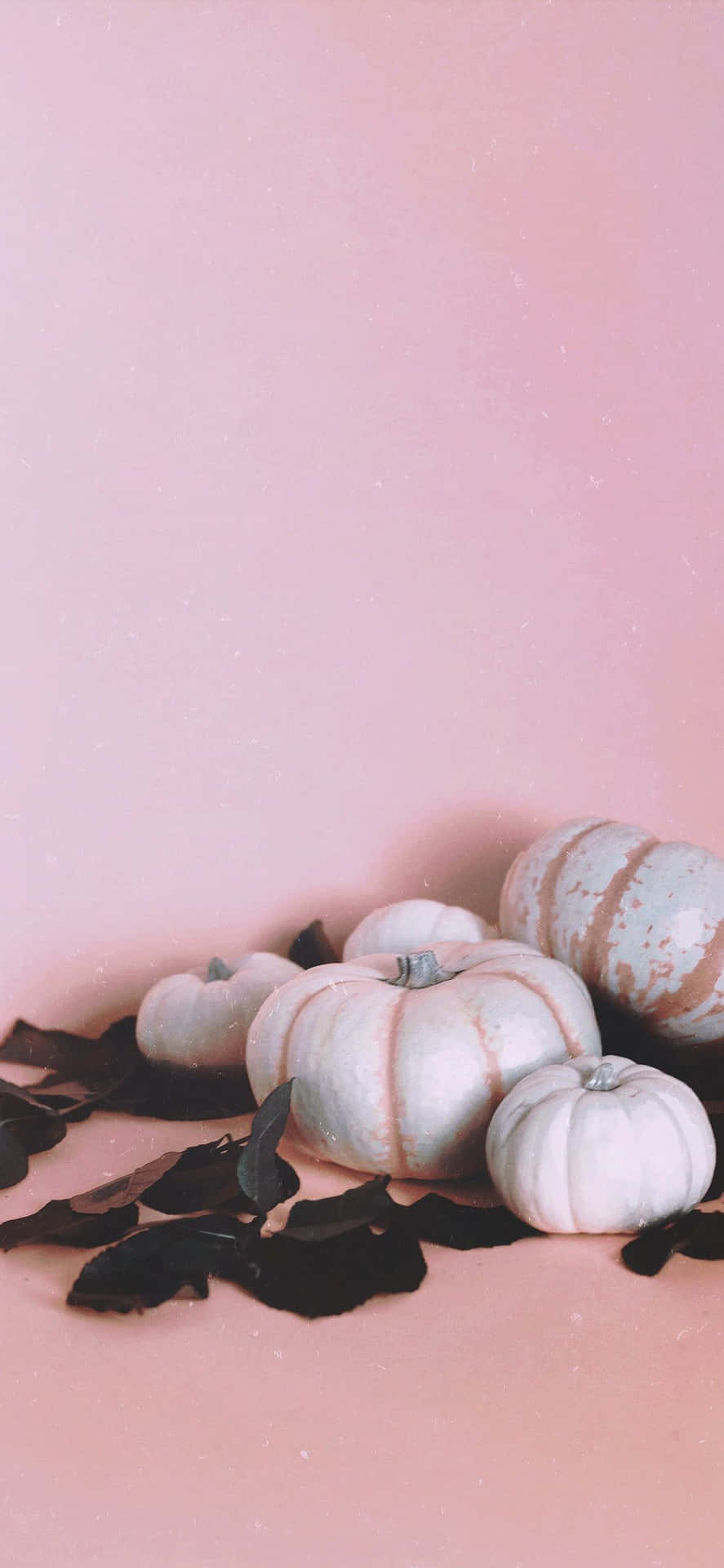 A Brightly Coloured Pink Pumpkin Wallpaper