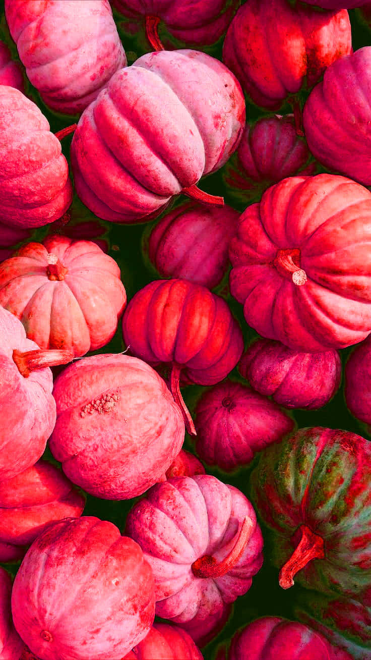 Pink Pumpkins Fall Aesthetic Wallpaper