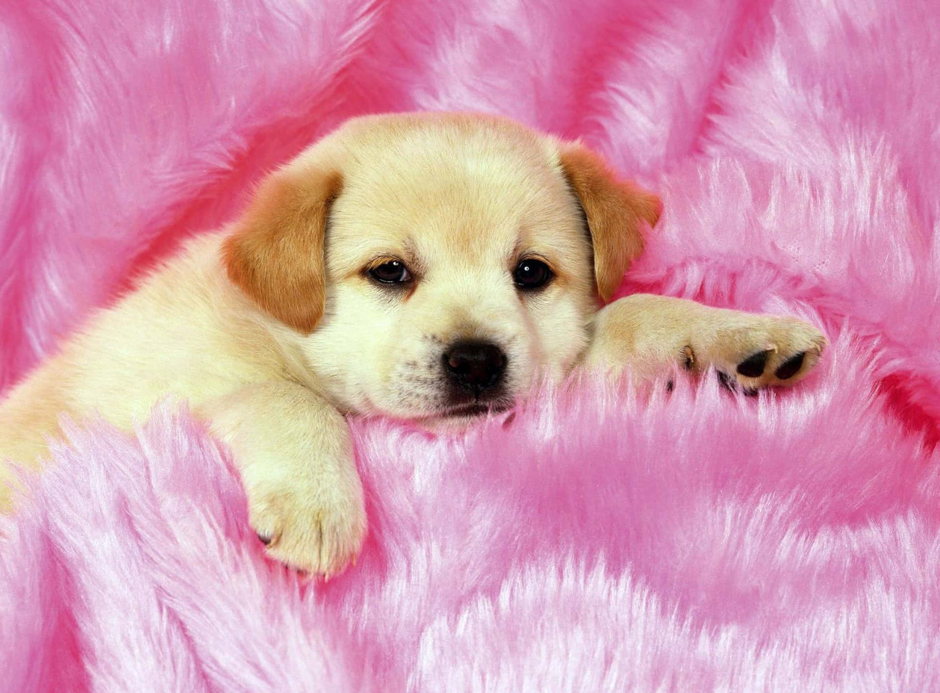 200+] Pink Puppies Wallpapers | Wallpapers.com