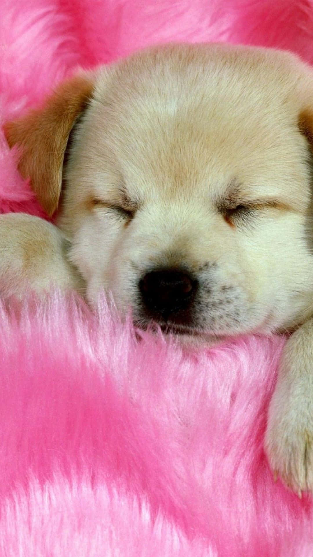 Uncucciolo Che Dorme Su Una Coperta Rosa Sfondo