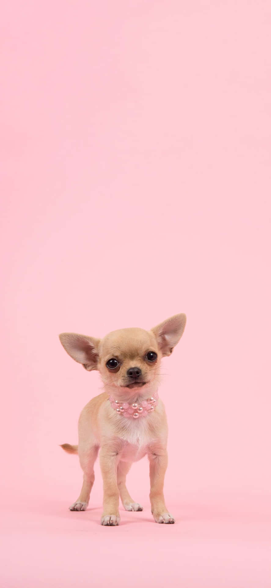 Adorable pink puppies are ready for cuddles Wallpaper