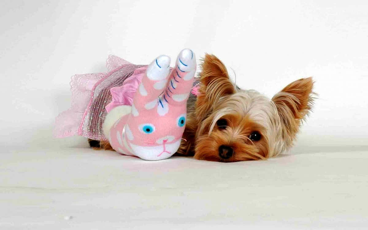 Two playful pink puppies cuddle together. Wallpaper