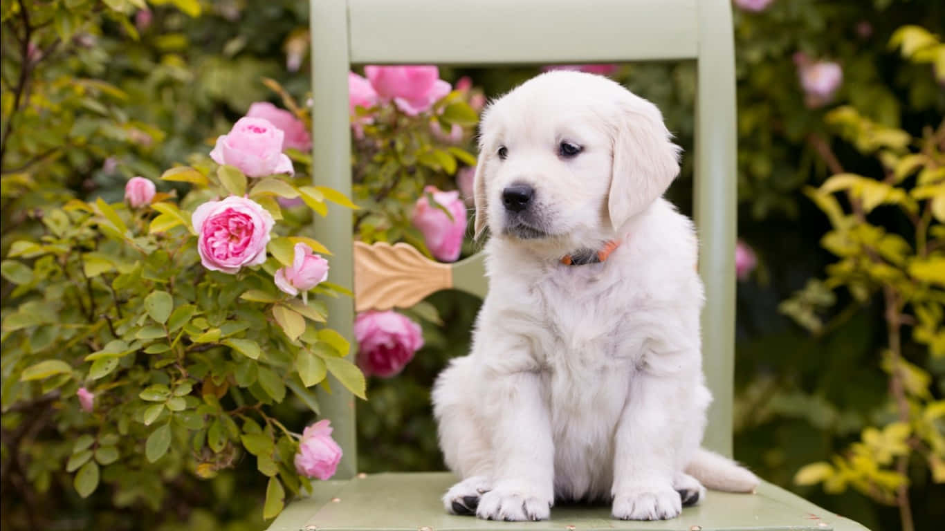 "Adorable pink puppies sit together in the sun" Wallpaper