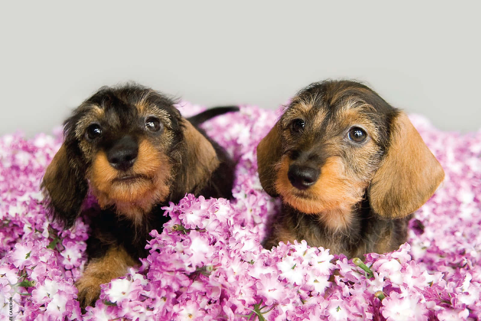 Two Dachshund Puppies In Pink Flowers Wallpaper