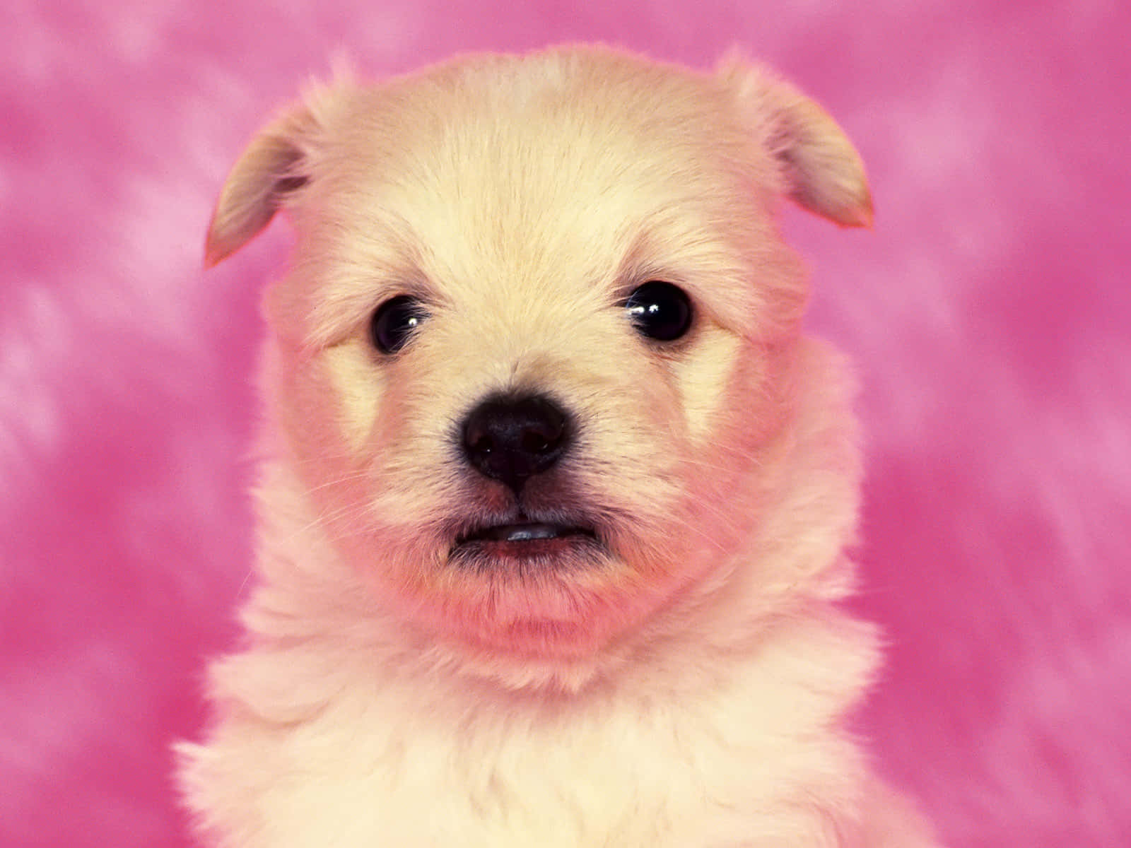 A White Puppy Is Sitting On A Pink Background Wallpaper